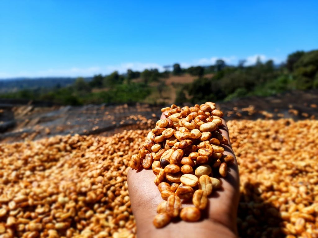 Ethiopia Red Honey Danche