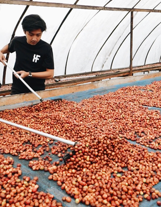 Sumatra Hendra Maulizar Anaerobic Natural