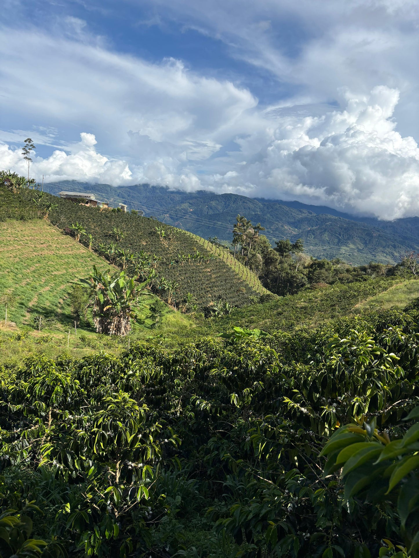 Colombia Washed Decaf Marlon Bolaños