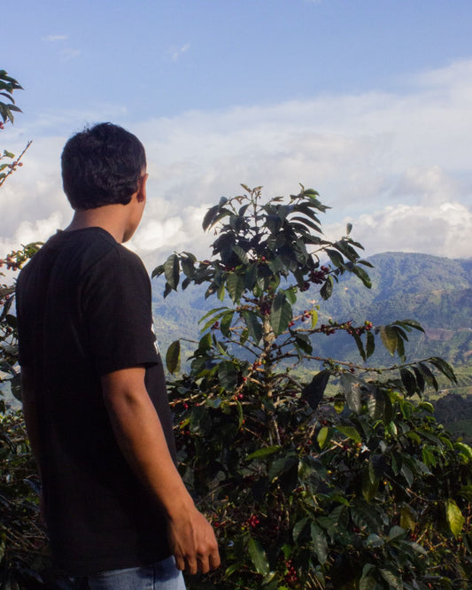 DECAF Colombia Washed Marlon Bolaños