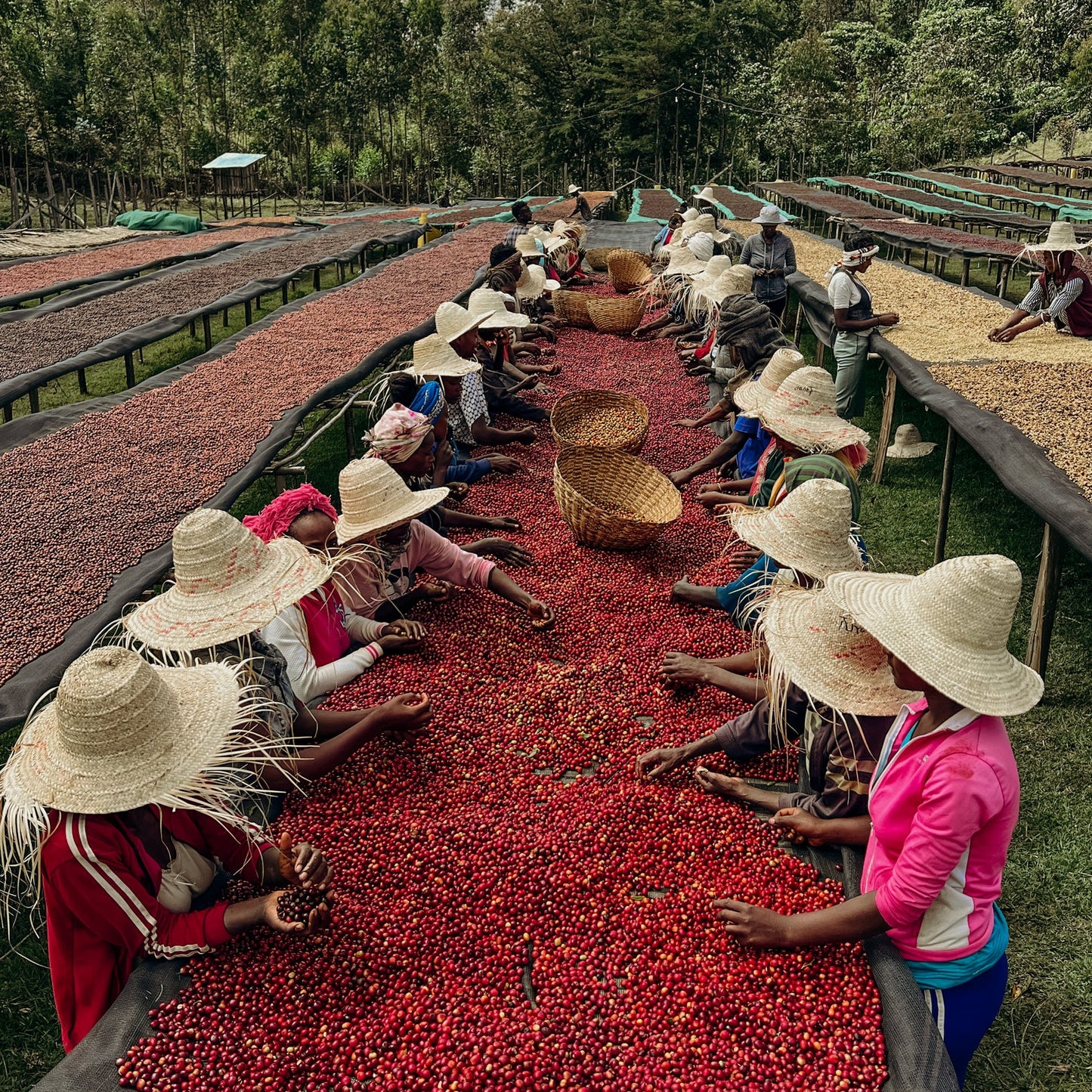 Ethiopia Elto Coffee, Bare Site #2, Natural