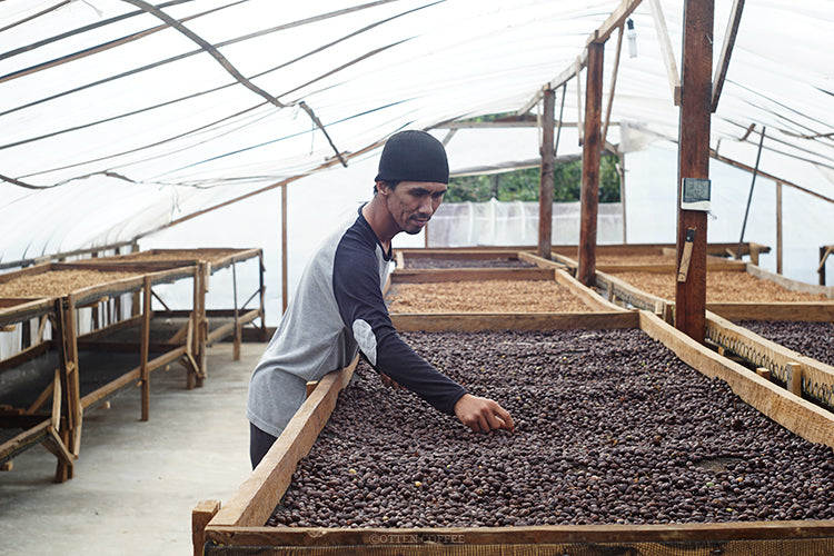 Sumatra Hendra Maulizar Anaerobic Natural