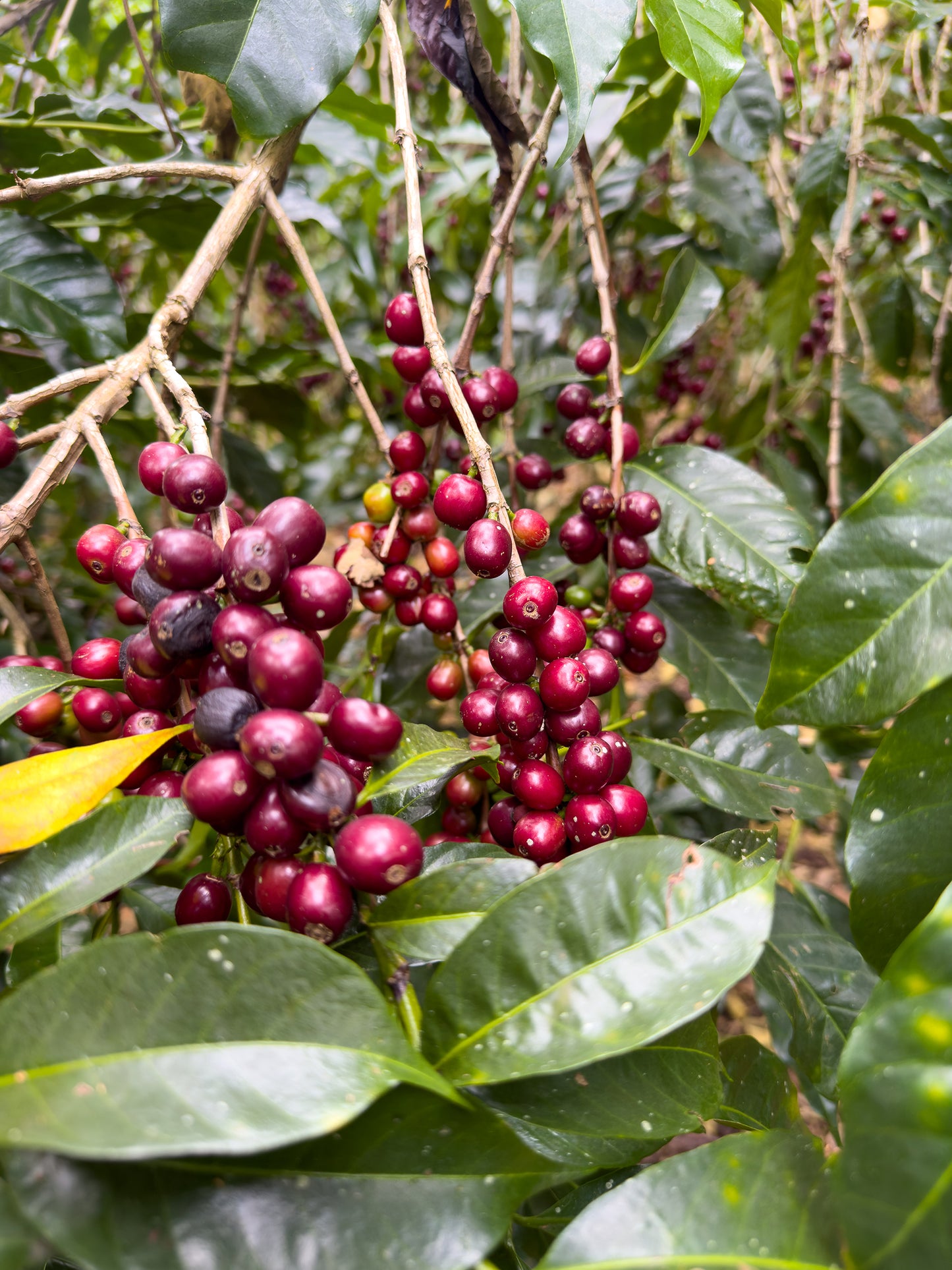 Ethiopia Shibru Dube Chelchele Natural