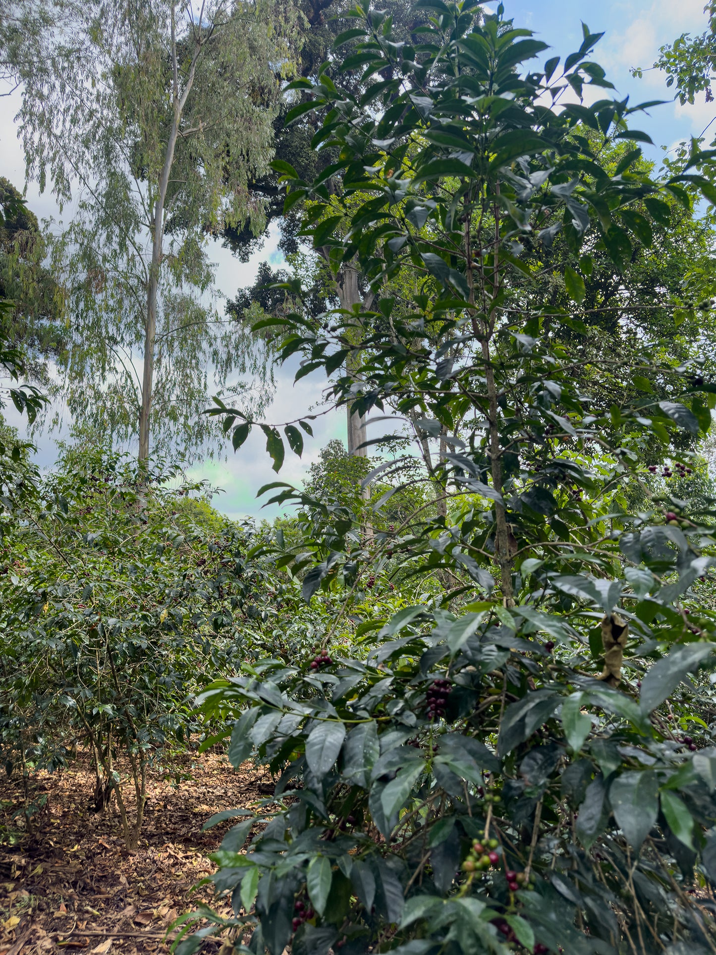 Ethiopia Shibru Dube Chelchele Natural