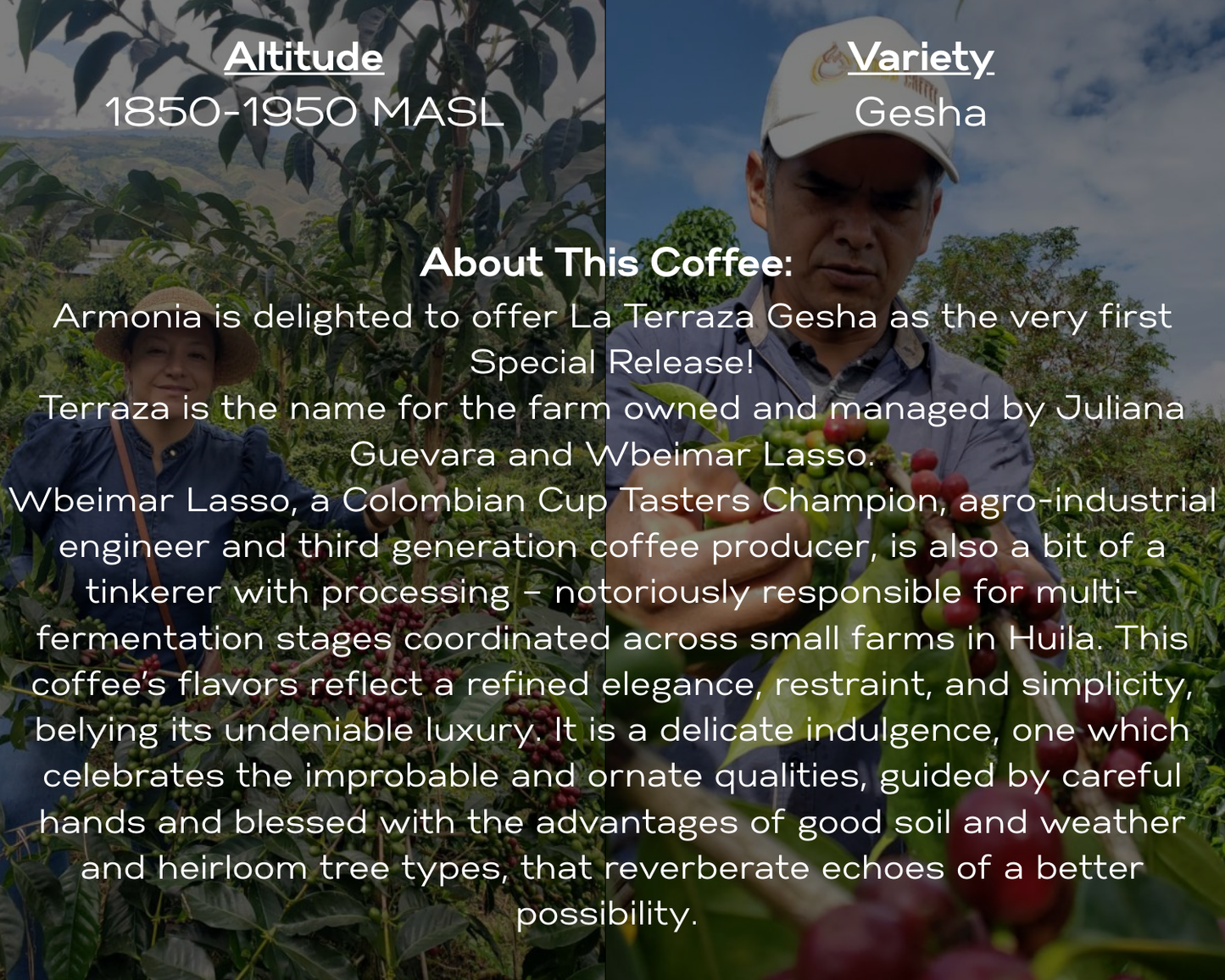 Special Release 00-Colombia La Terraza Gesha 100g