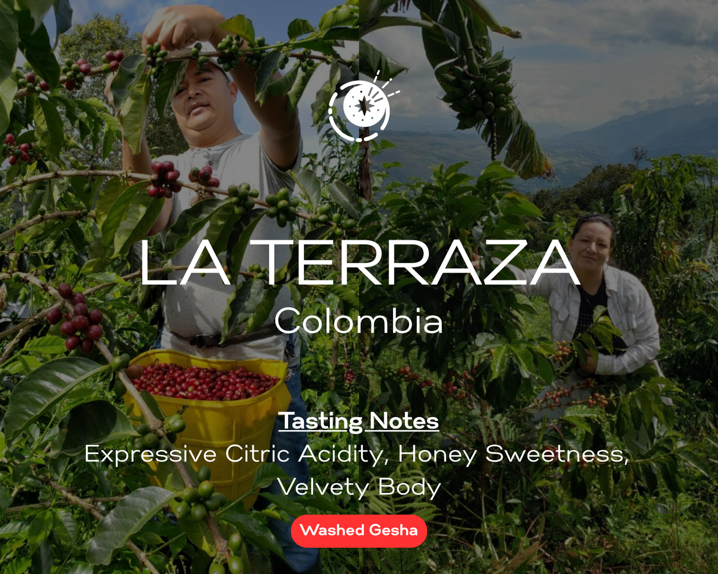 Special Release 00-Colombia La Terraza Gesha 100g