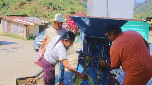 Mexico Washed Red de Zapotitlan, Totutla Washed