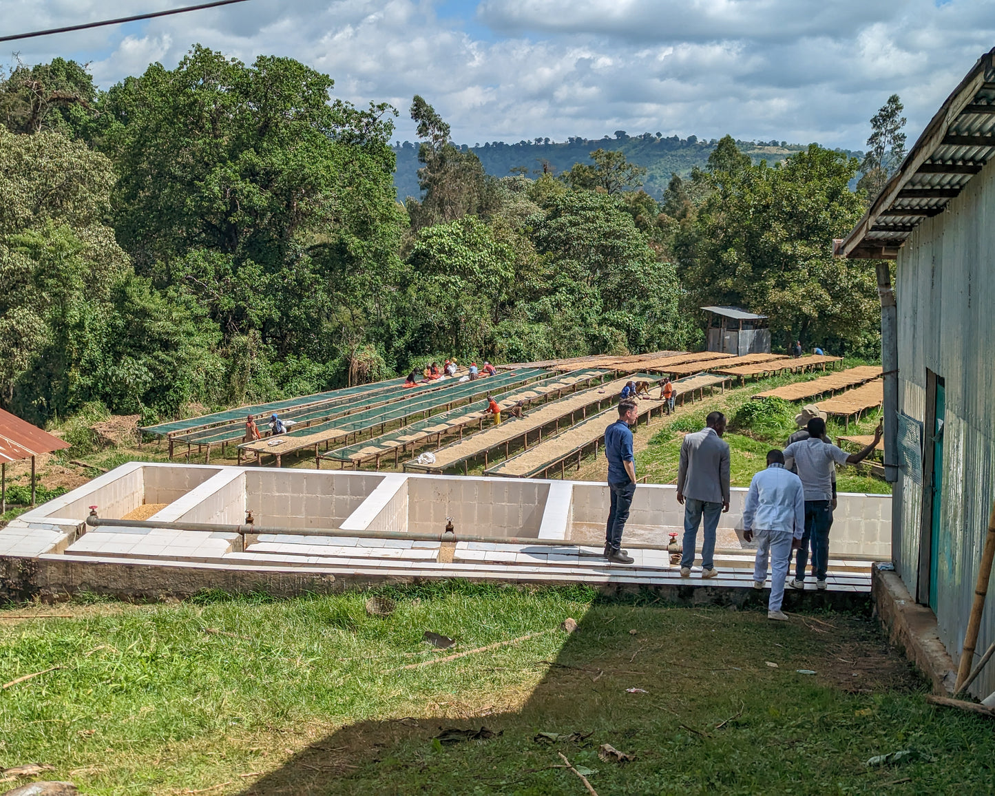 Ethiopia Layo Teraga Natural, G2