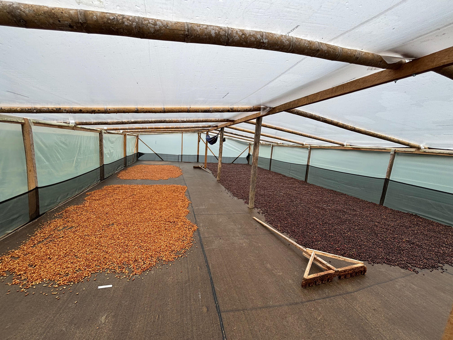 Colombia Washed Decaf Marlon Bolaños