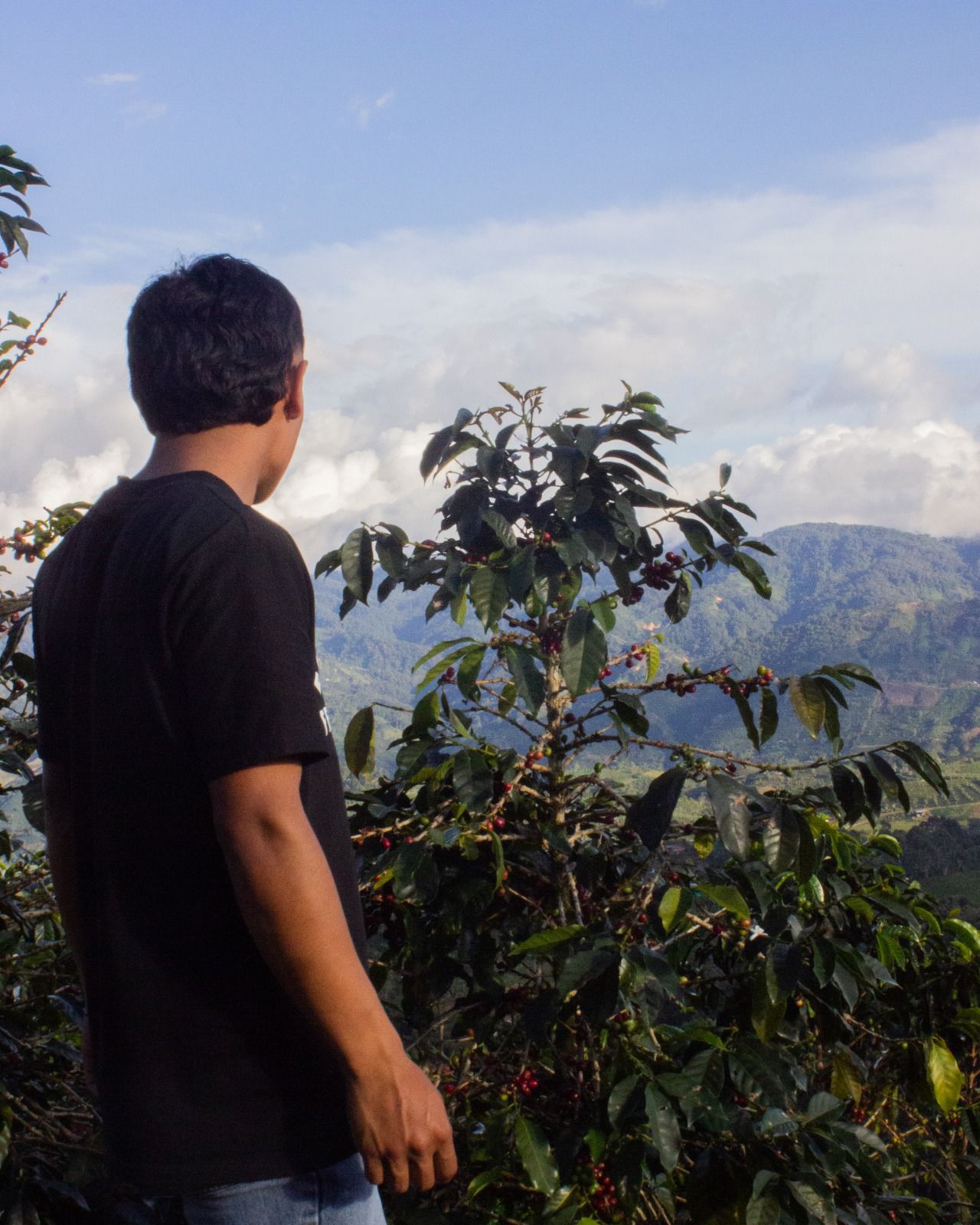 Colombia Washed Decaf Marlon Bolaños