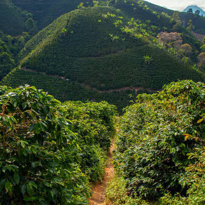 Valle De Cauca Washed EA Decaf