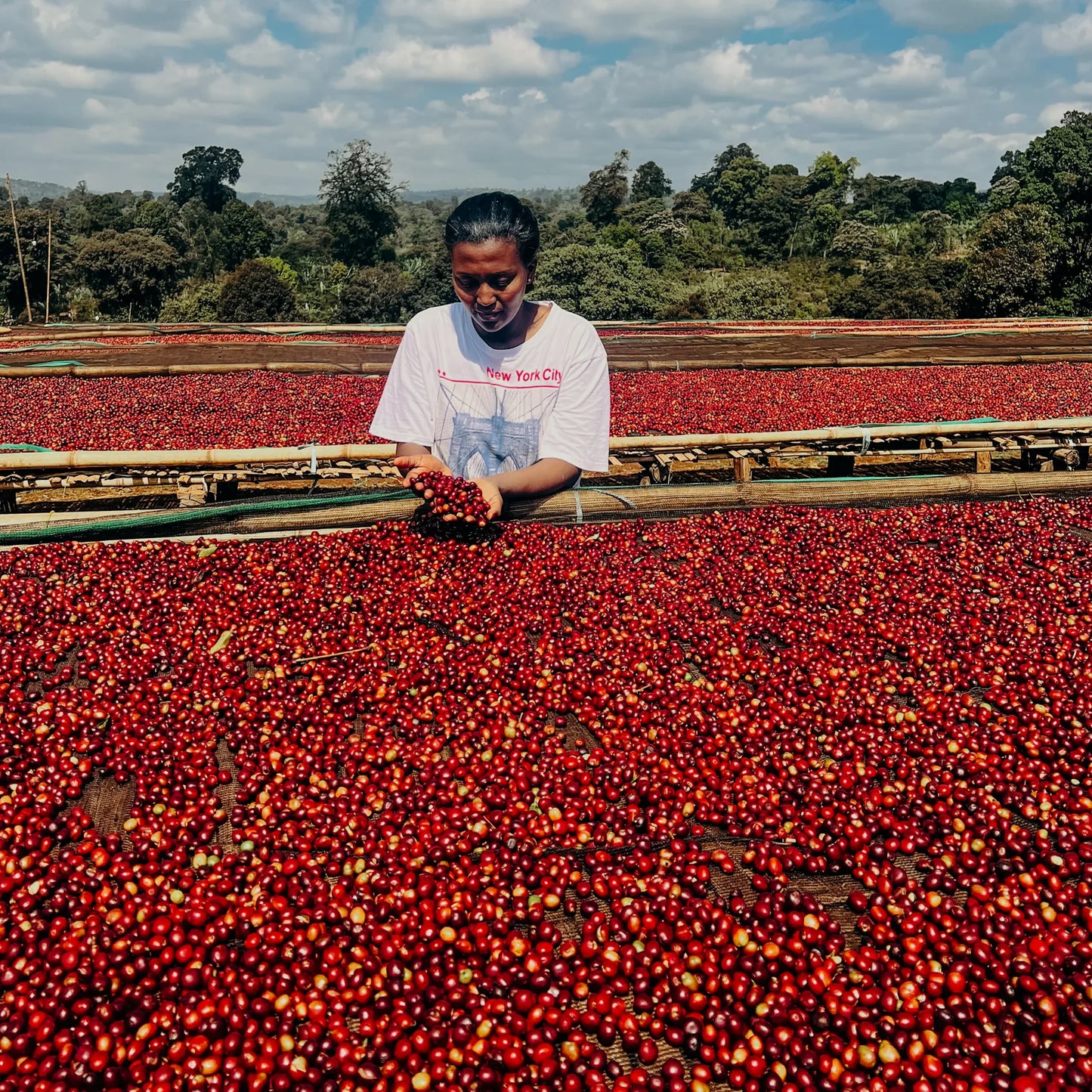 Ethiopia Elto Coffee, Bare Site #2, Natural