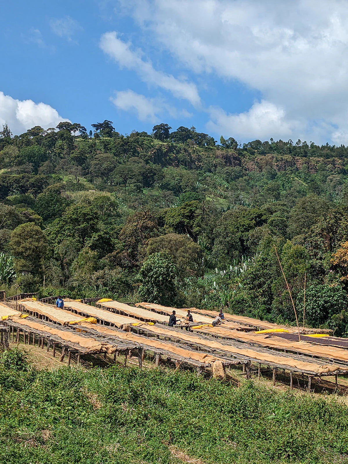 Ethiopia Layo Teraga Natural, G2